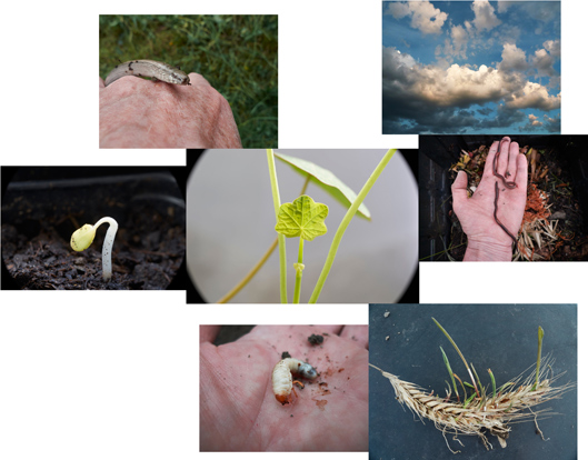 bildcollage mit blindschleiche, keimendem samen, wachsenden blättern, vorbeiziehenden regenwolken, regenwurm, schmetterlingspuppe und keimendem winterroggen 